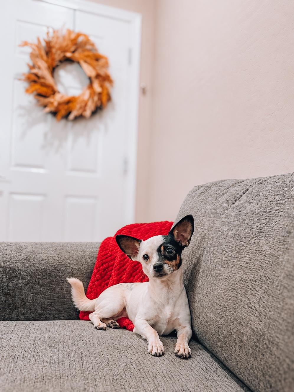 Enlarge Linda, a Adoptable mixed breed in Goodyear, AZ image 1/1