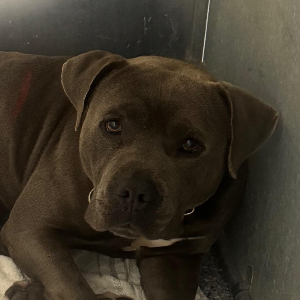 Kade, Adoptable, Adult Male American Staffordshire Terrier.