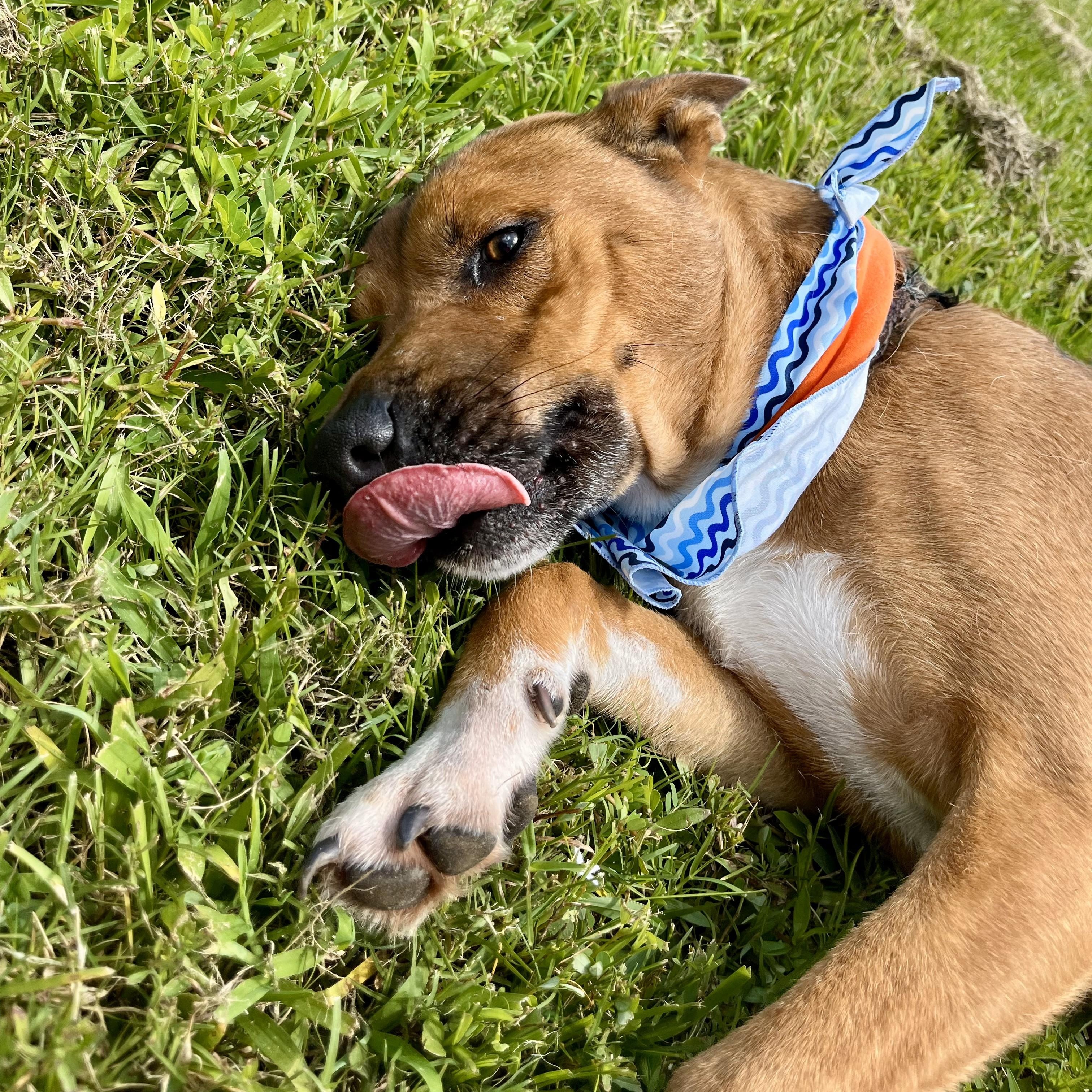 Stan — thumbnail 5