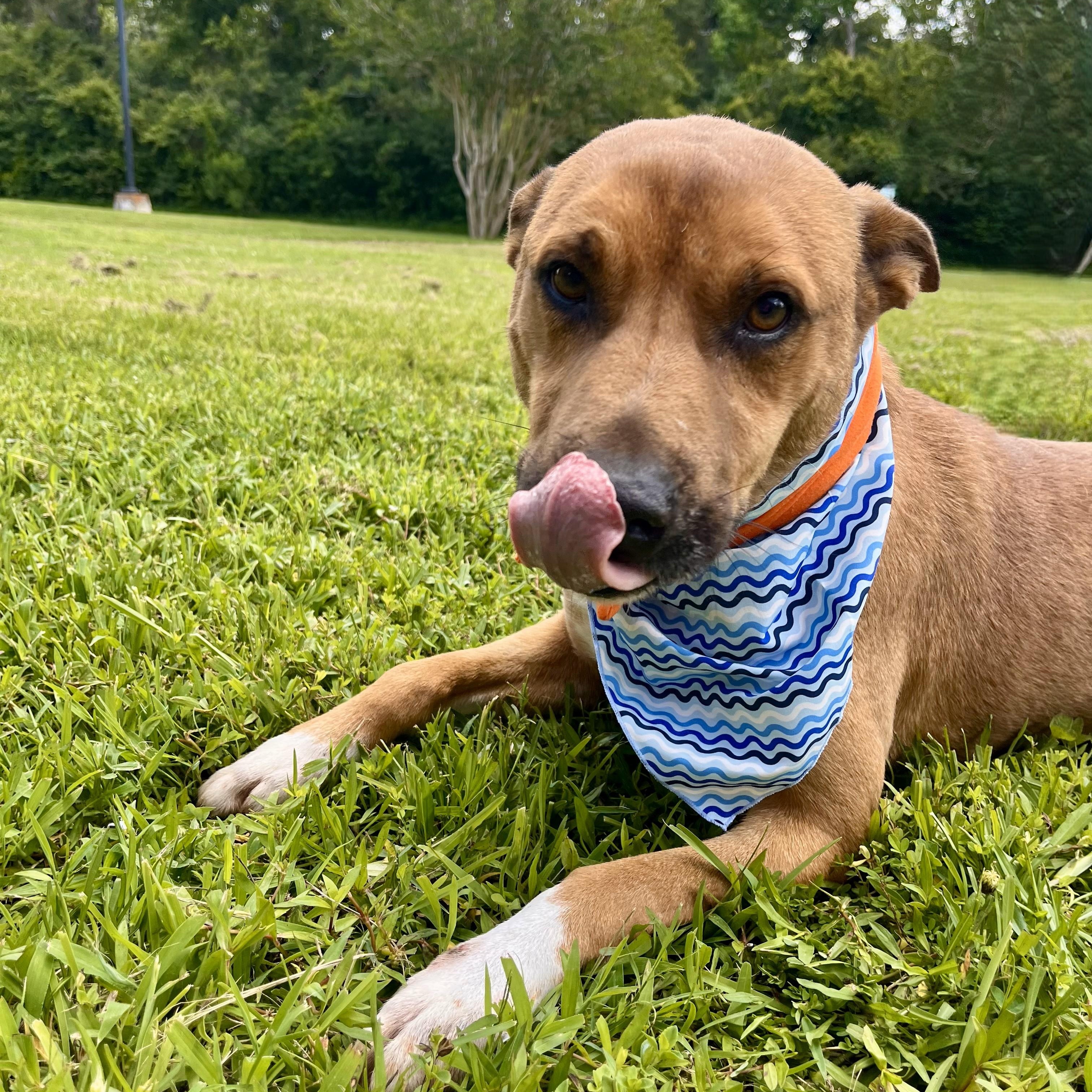 Stan — thumbnail 6