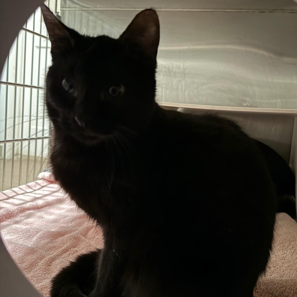 Enlarge Bailey, a Adoptable Domestic Short Hair in Cedaredge, CO image 1/1