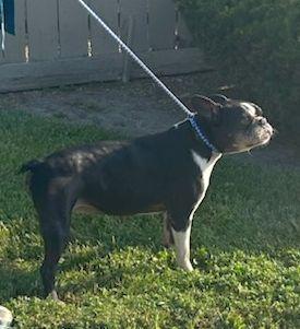 DOTTIE, an adoptable Boston Terrier in Rossford, OH image 2/2