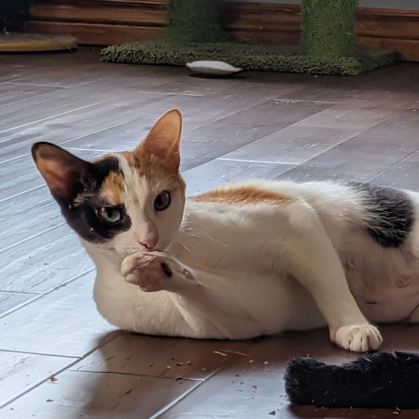 Luna, adoptable, Adult Female Domestic Short Hair.