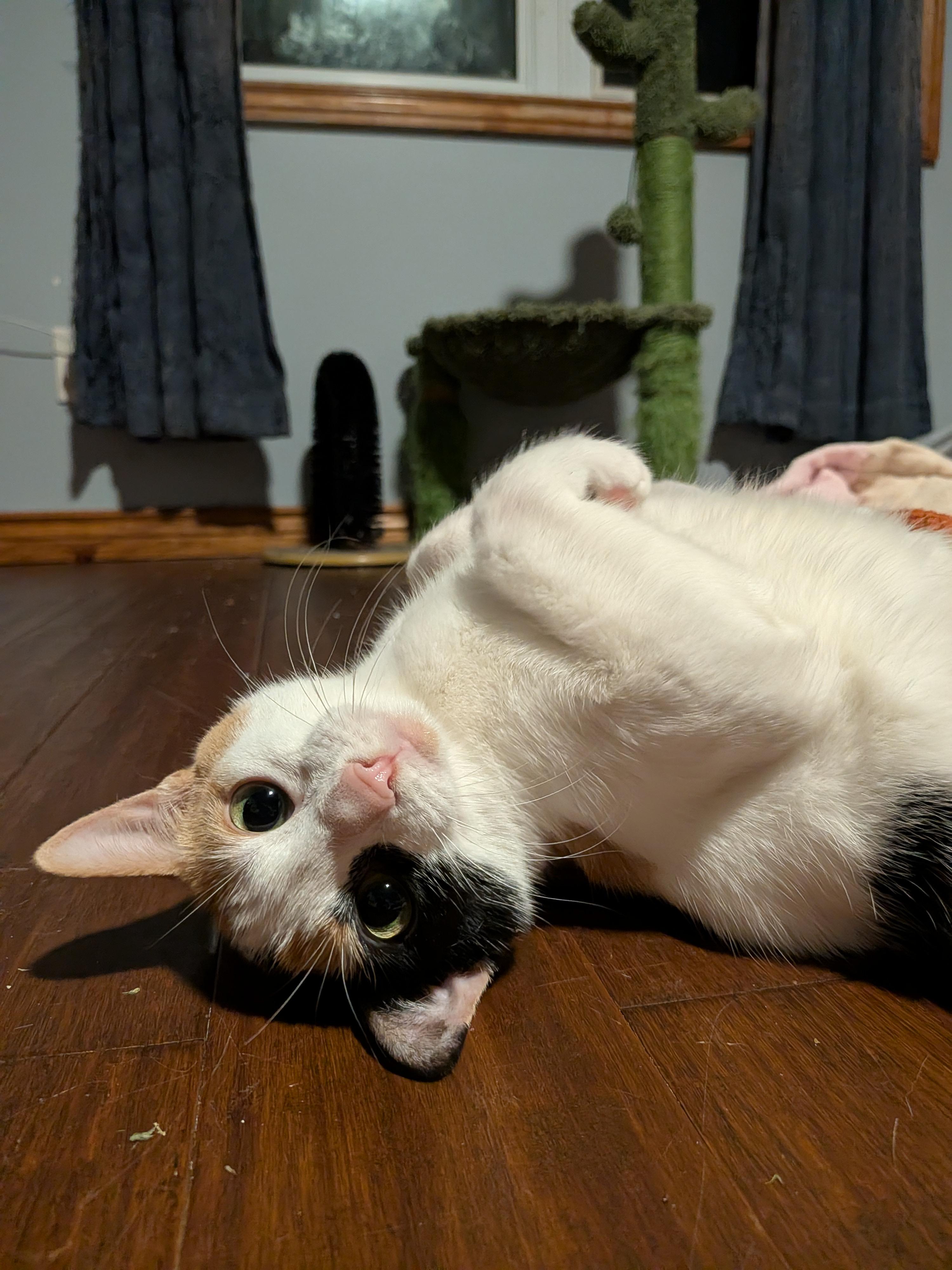 Luna, an adoptable Domestic Short Hair in Cambridge, ON image 6/6