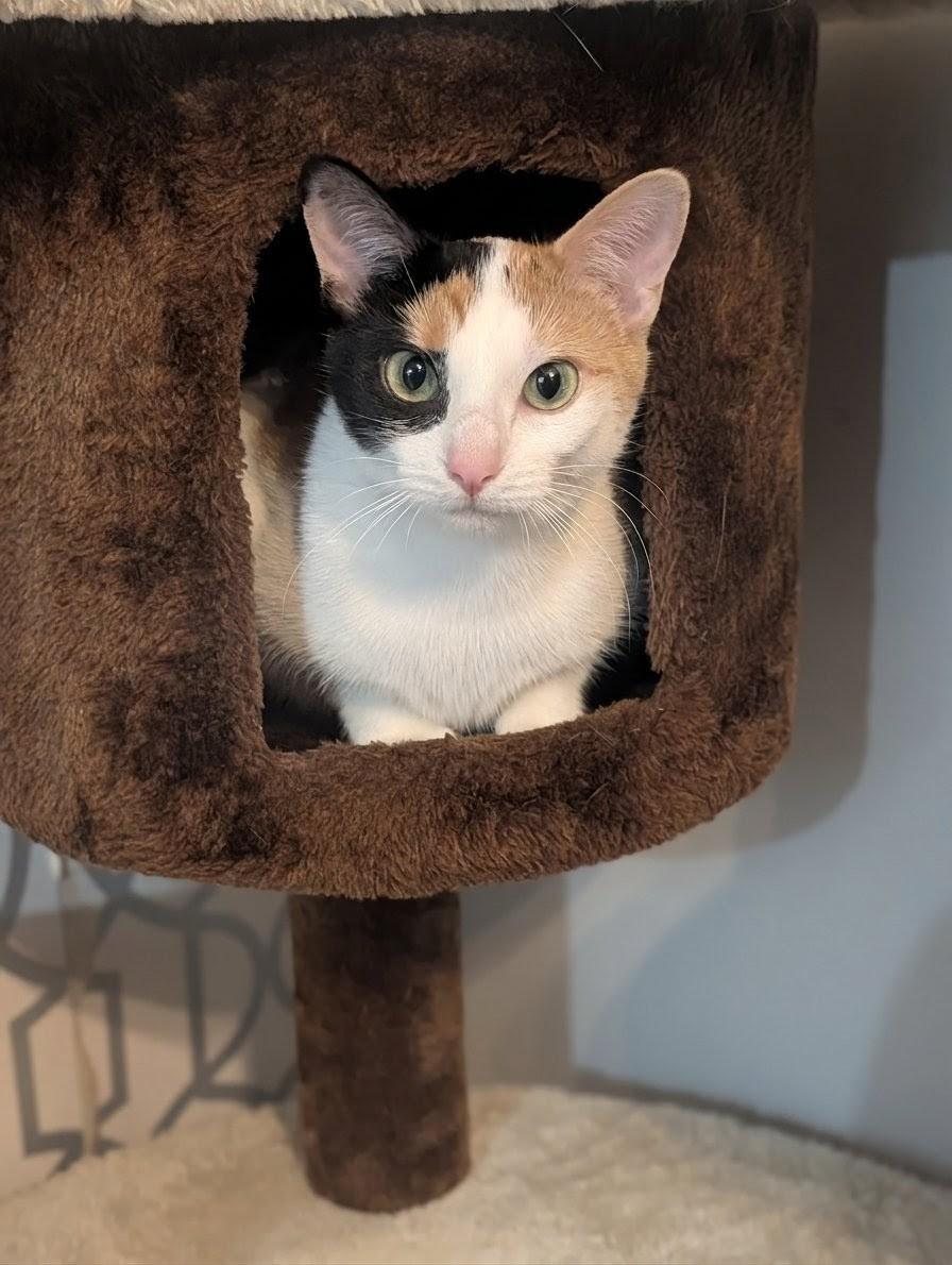 Enlarge Luna, a ADOPTABLE Domestic Short Hair in Cambridge, ON image 3/4