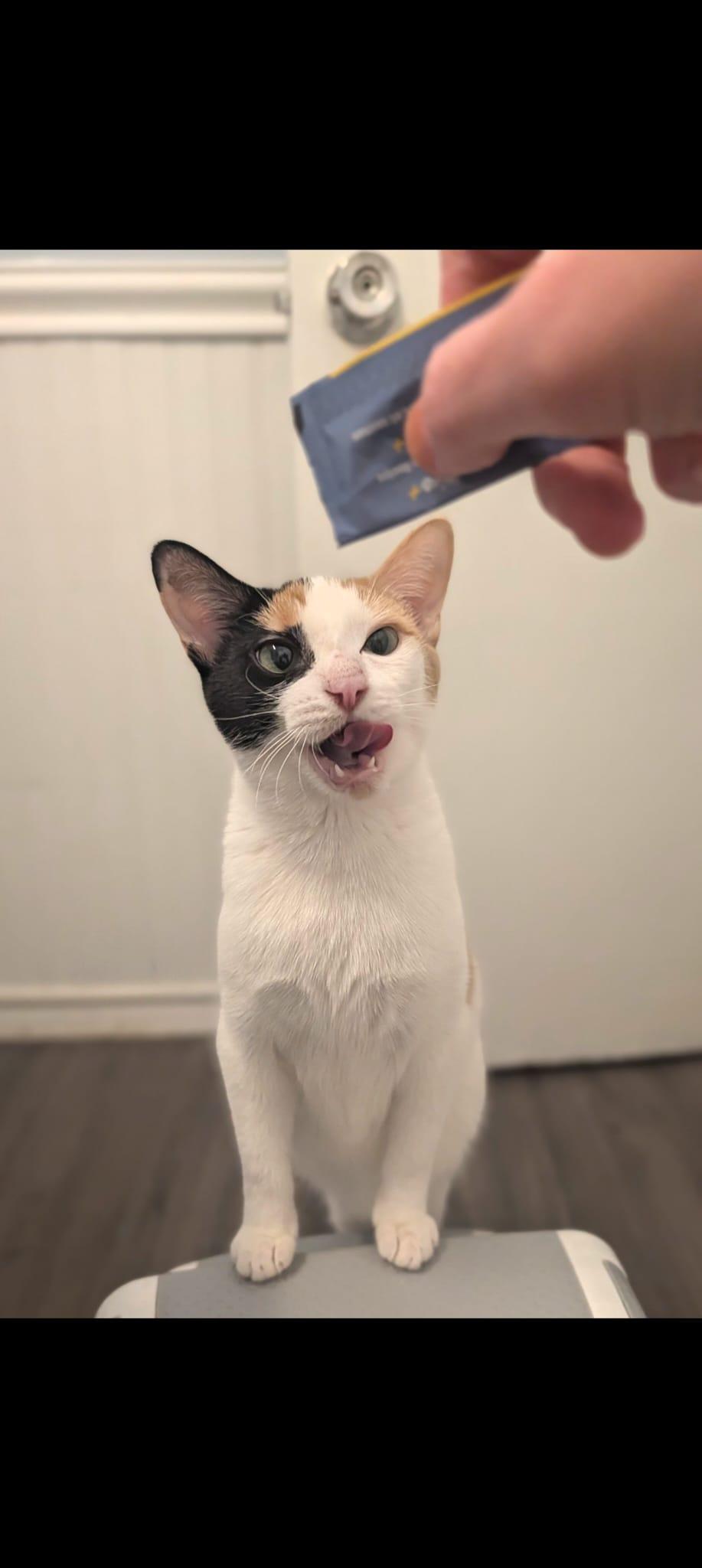 Enlarge Luna, a ADOPTABLE Domestic Short Hair in Cambridge, ON image 2/4