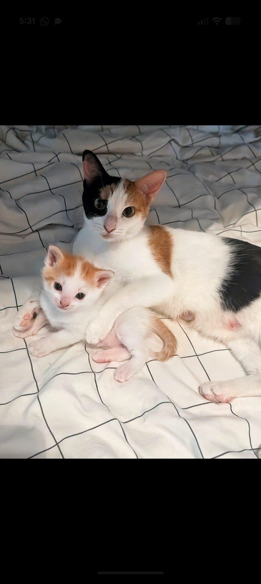 Enlarge Luna, a ADOPTABLE Domestic Short Hair in Cambridge, ON image 4/4