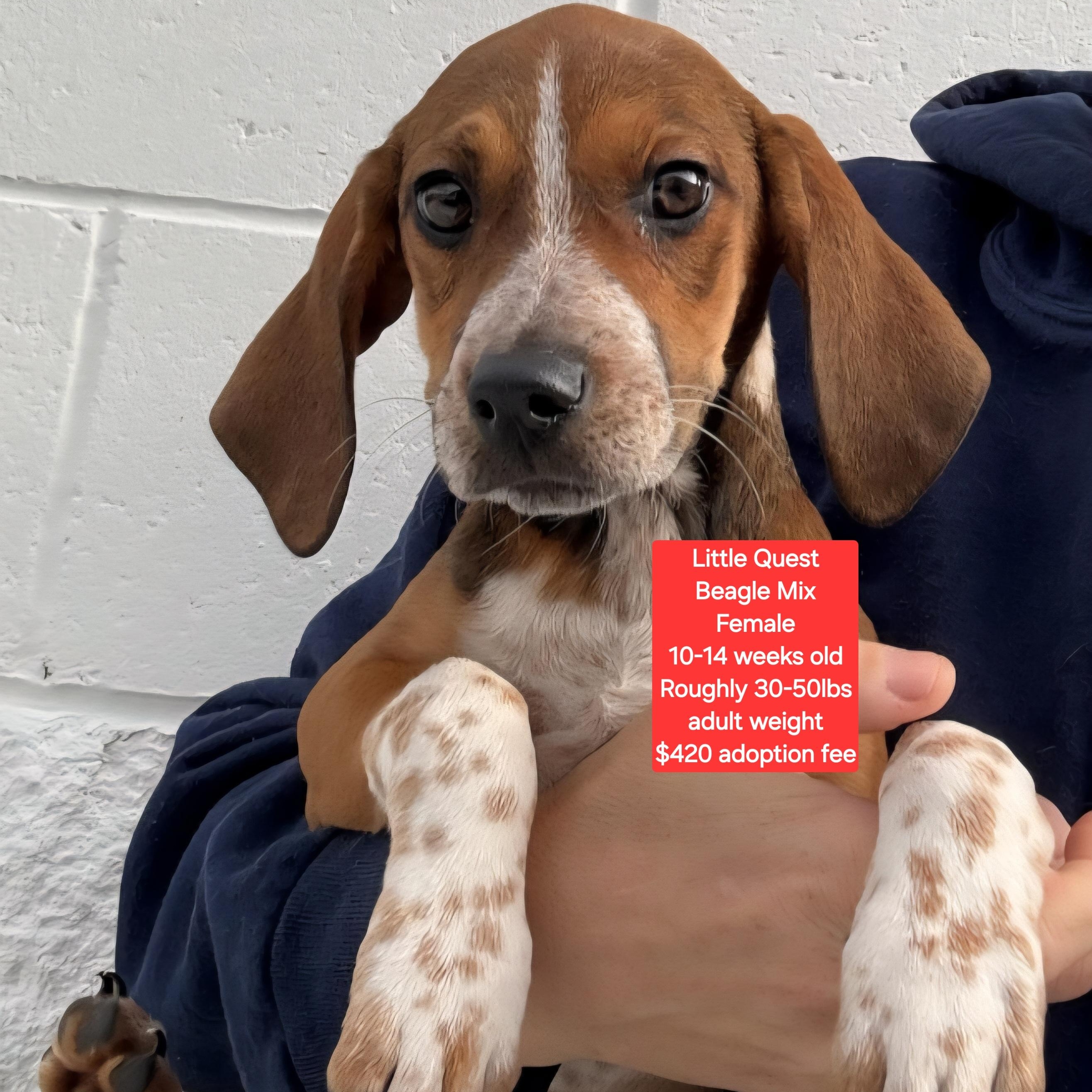 Little Quest, ADOPTABLE, Puppy Female Beagle.