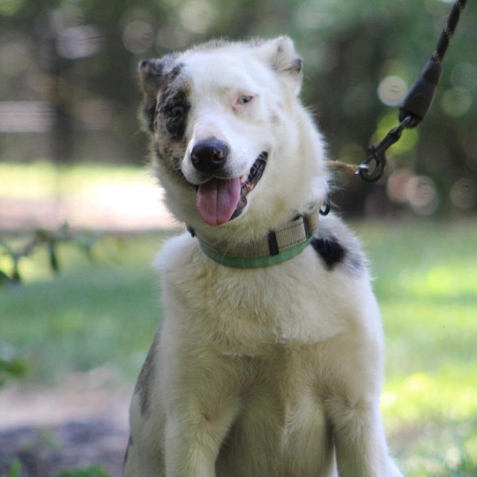 Enlarge Shadow, a Adoptable Australian Shepherd in Richmond, VA image 1/3