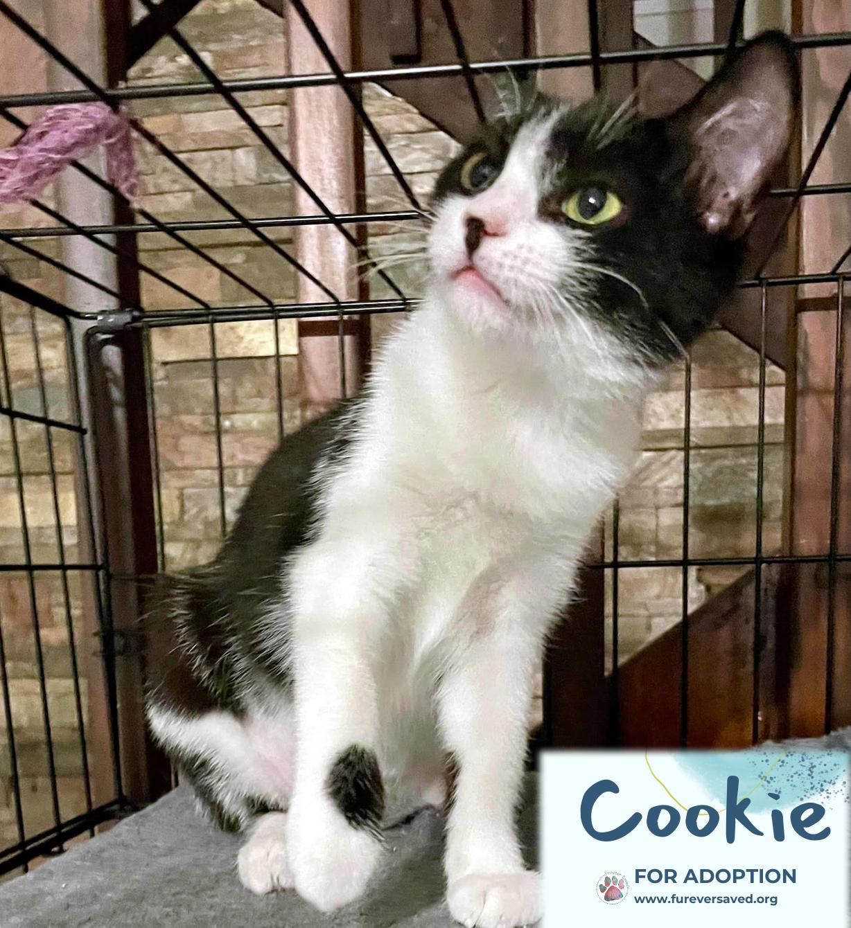 Enlarge Cookie, a Adoptable Domestic Short Hair in Cumberland, RI image 2/6