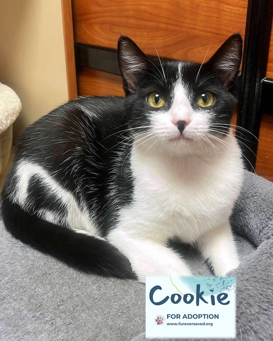 Cookie, Adoptable, Kitten Female Domestic Short Hair.