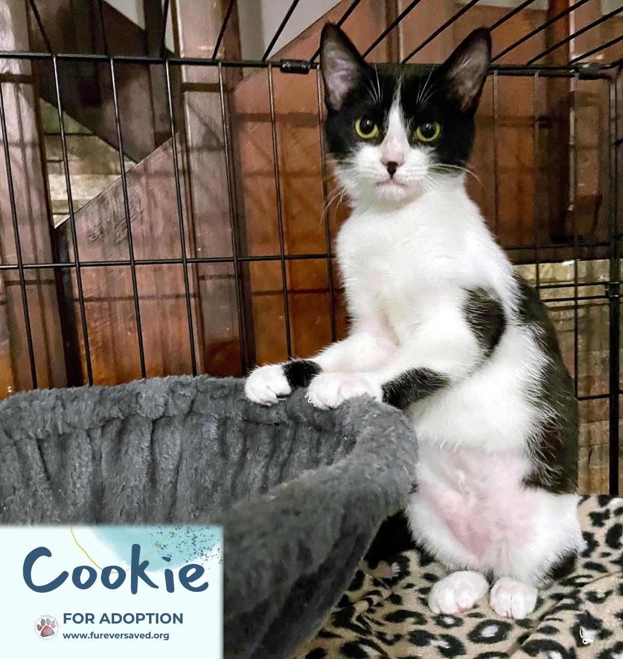 Enlarge Cookie, a Adoptable Domestic Short Hair in Cumberland, RI image 5/6