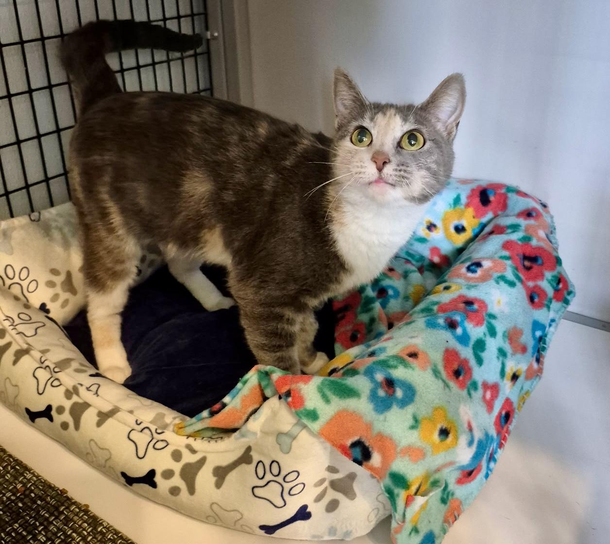 Stella, a ADOPTABLE Domestic Short Hair in Jeffersonville, IN image 2/5
