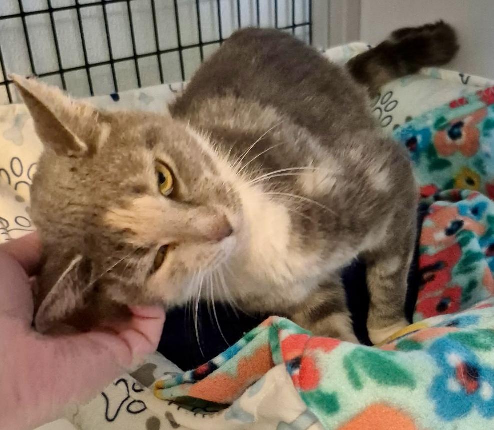 Stella, a ADOPTABLE Domestic Short Hair in Jeffersonville, IN image 5/5
