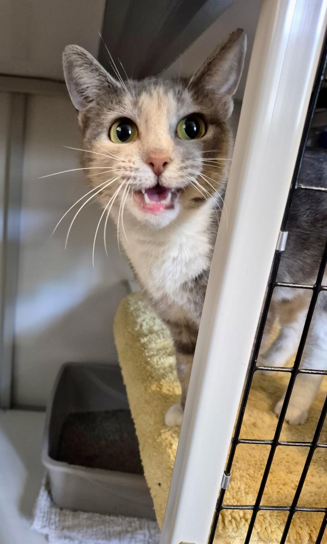 Stella, ADOPTABLE, Young Female Domestic Short Hair.