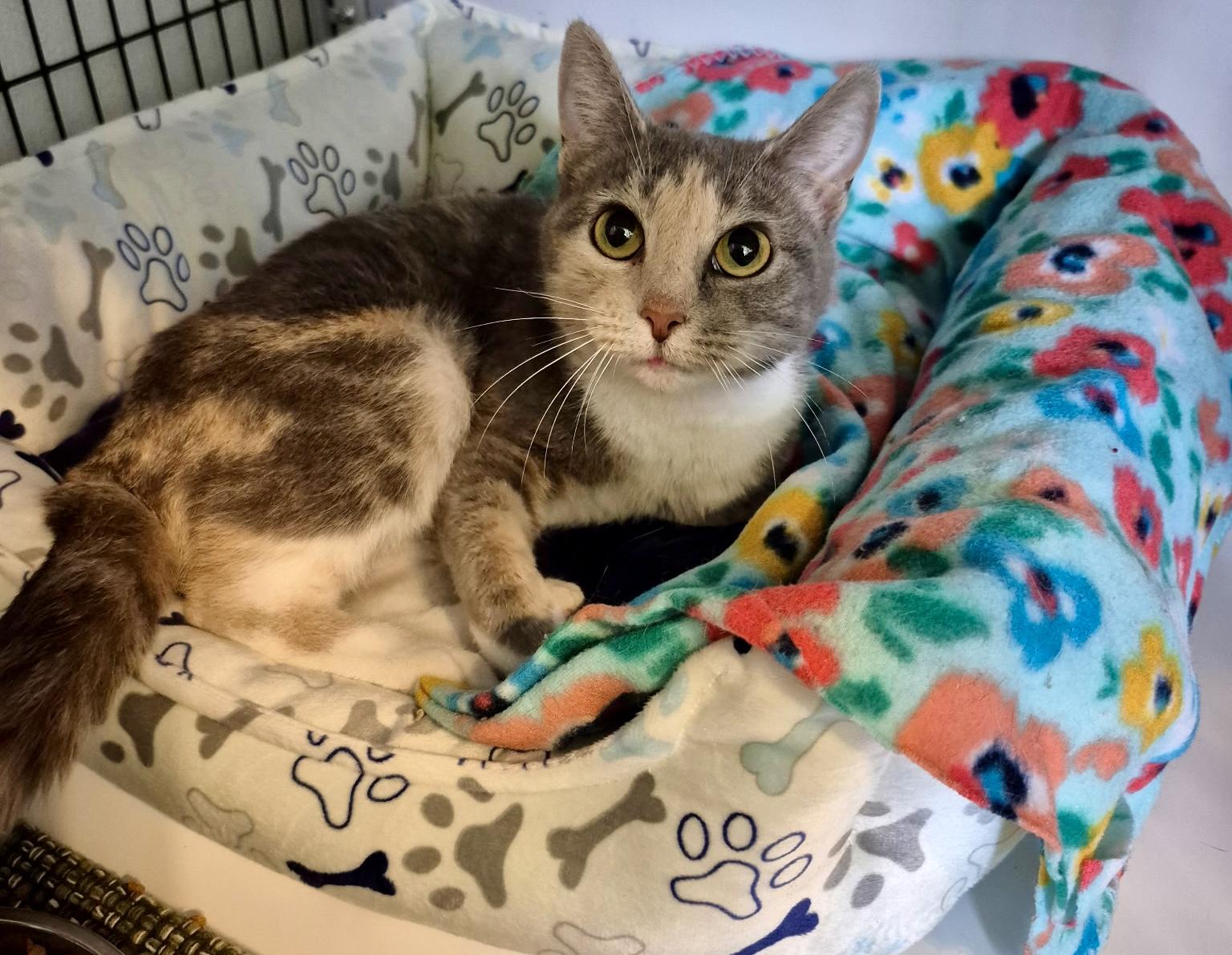 Stella, a ADOPTABLE Domestic Short Hair in Jeffersonville, IN image 4/5