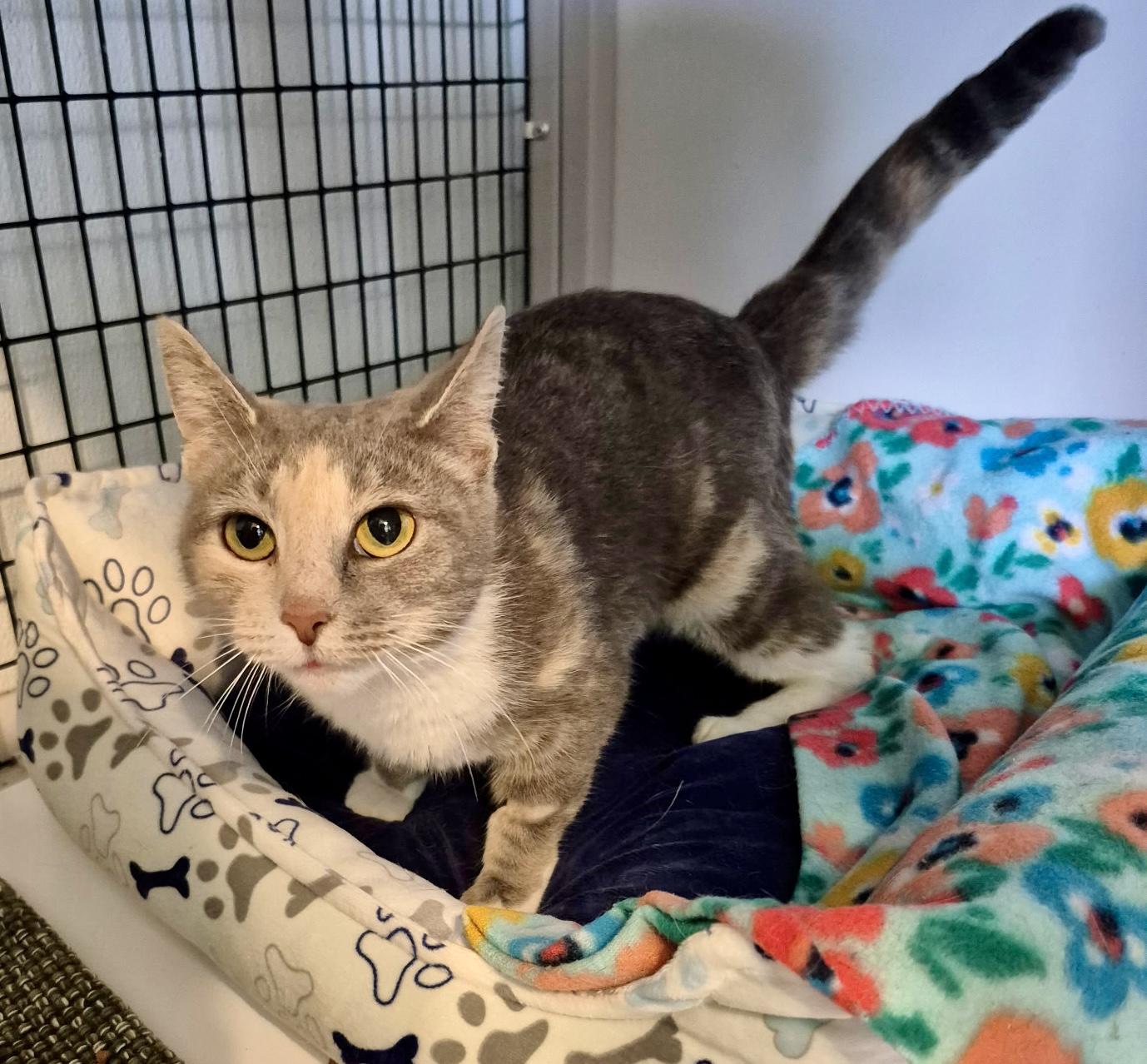Stella, a ADOPTABLE Domestic Short Hair in Jeffersonville, IN image 3/5