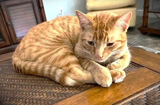 Mr. Pumpkin, Adopted, Young Male Tabby.