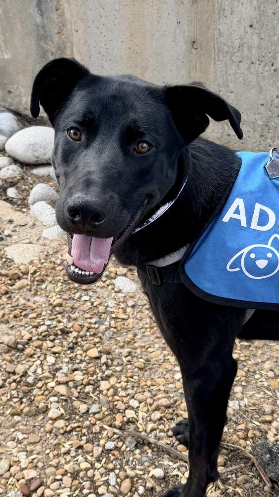 Enlarge OZZIE, a Adoptable Retriever in Thornton, CO image 2/6