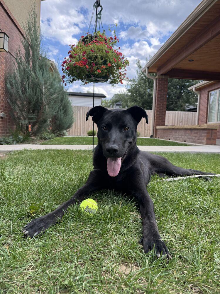 Enlarge OZZIE, a Adoptable Retriever in Thornton, CO image 3/6
