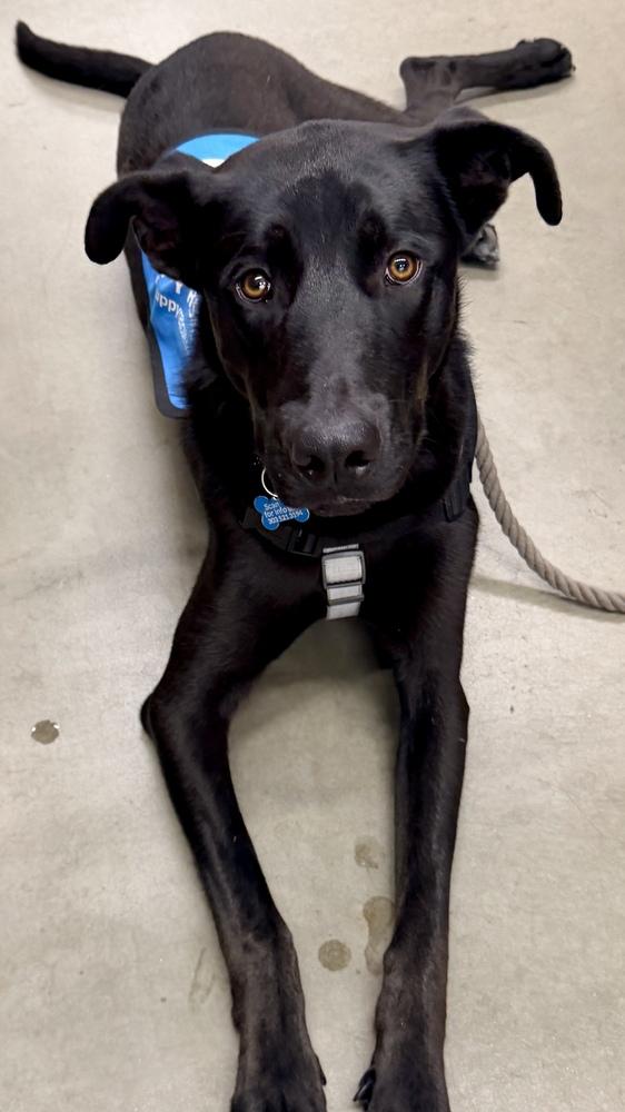 Enlarge OZZIE, a Adoptable Retriever in Thornton, CO image 4/6