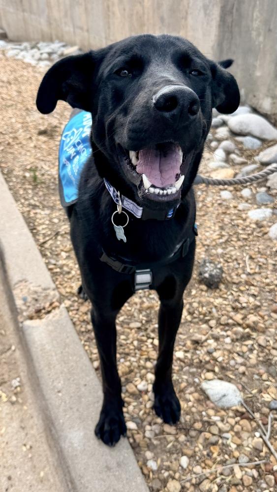 Enlarge OZZIE, a Adoptable Retriever in Thornton, CO image 5/6