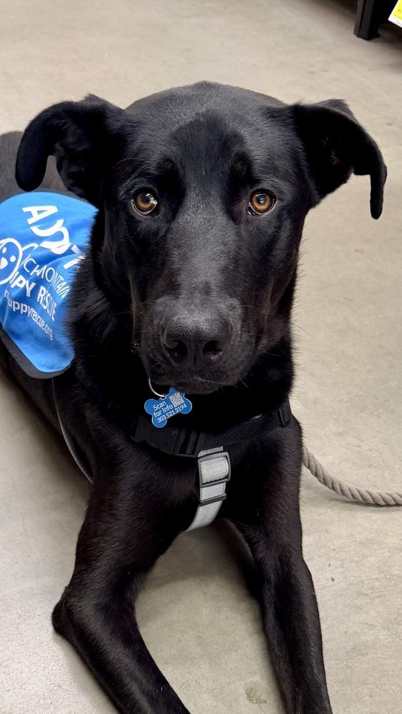 Enlarge OZZIE, a Adoptable Retriever in Thornton, CO image 6/6