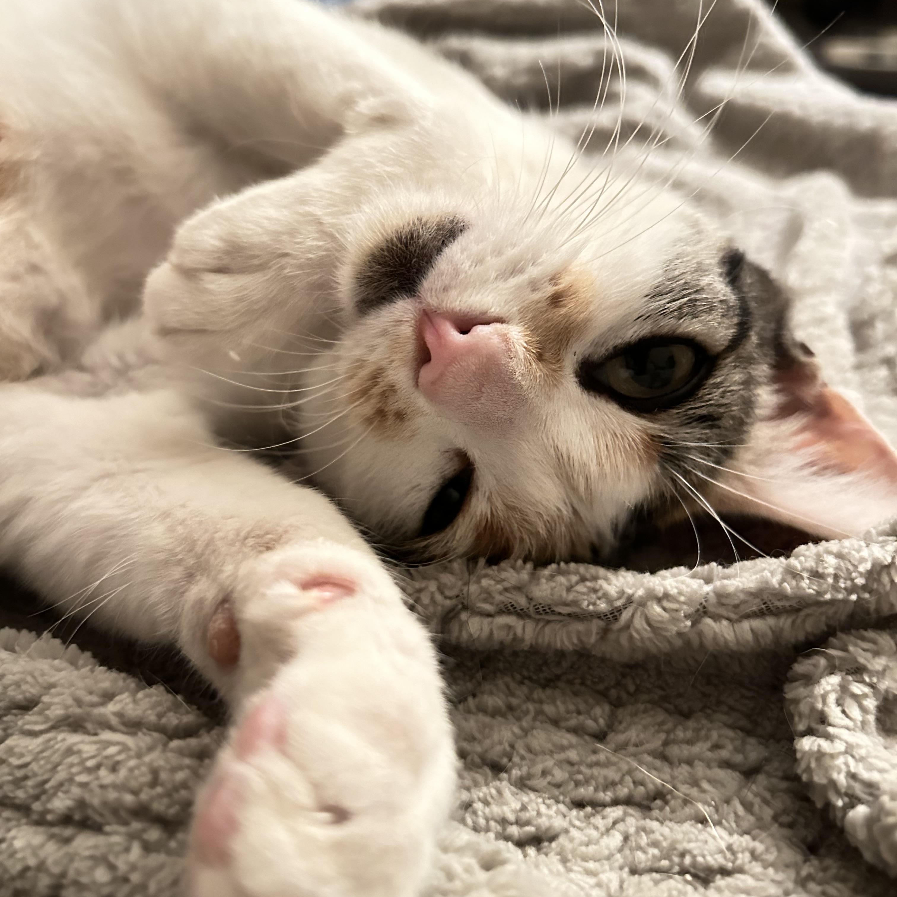 Enlarge Scarlett, an adopted Calico in Sacramento, CA image 2/6