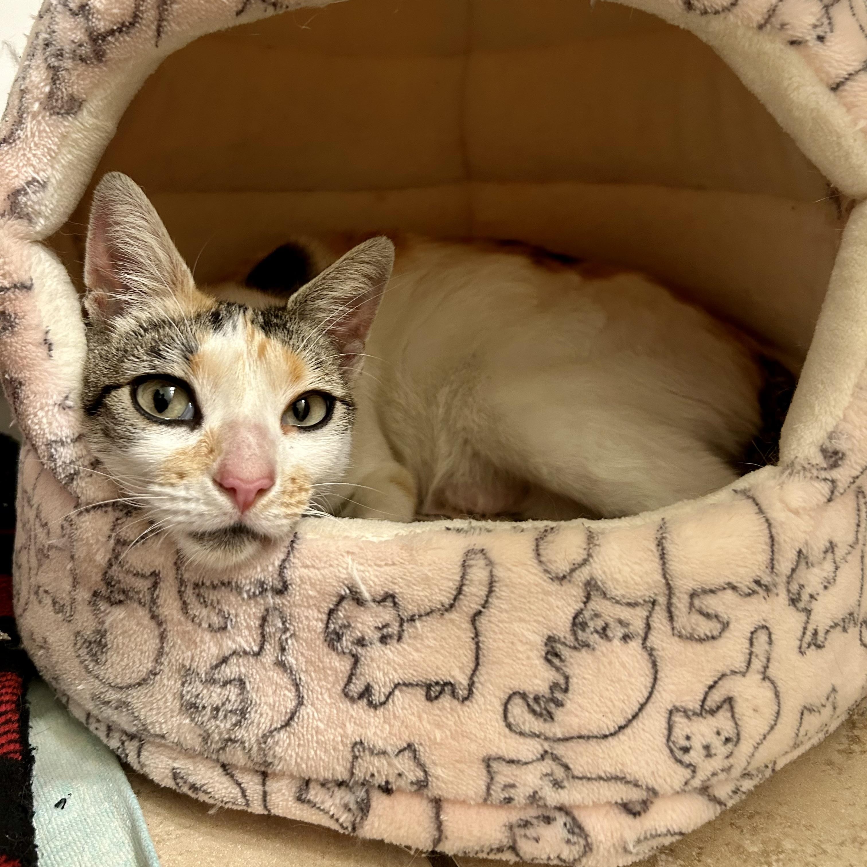 Enlarge Scarlett, an adopted Calico in Sacramento, CA image 4/6