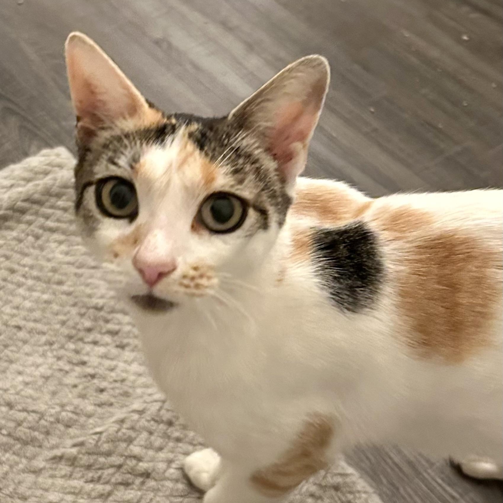 Scarlett, adopted, Young Female Calico.