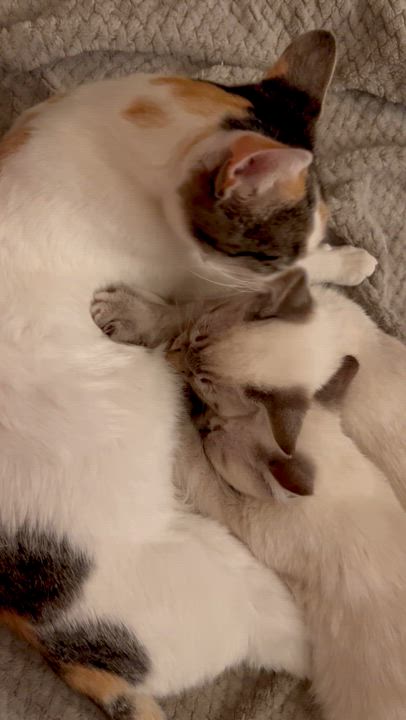 Enlarge Scarlett, an adopted Calico in Sacramento, CA video 5/6