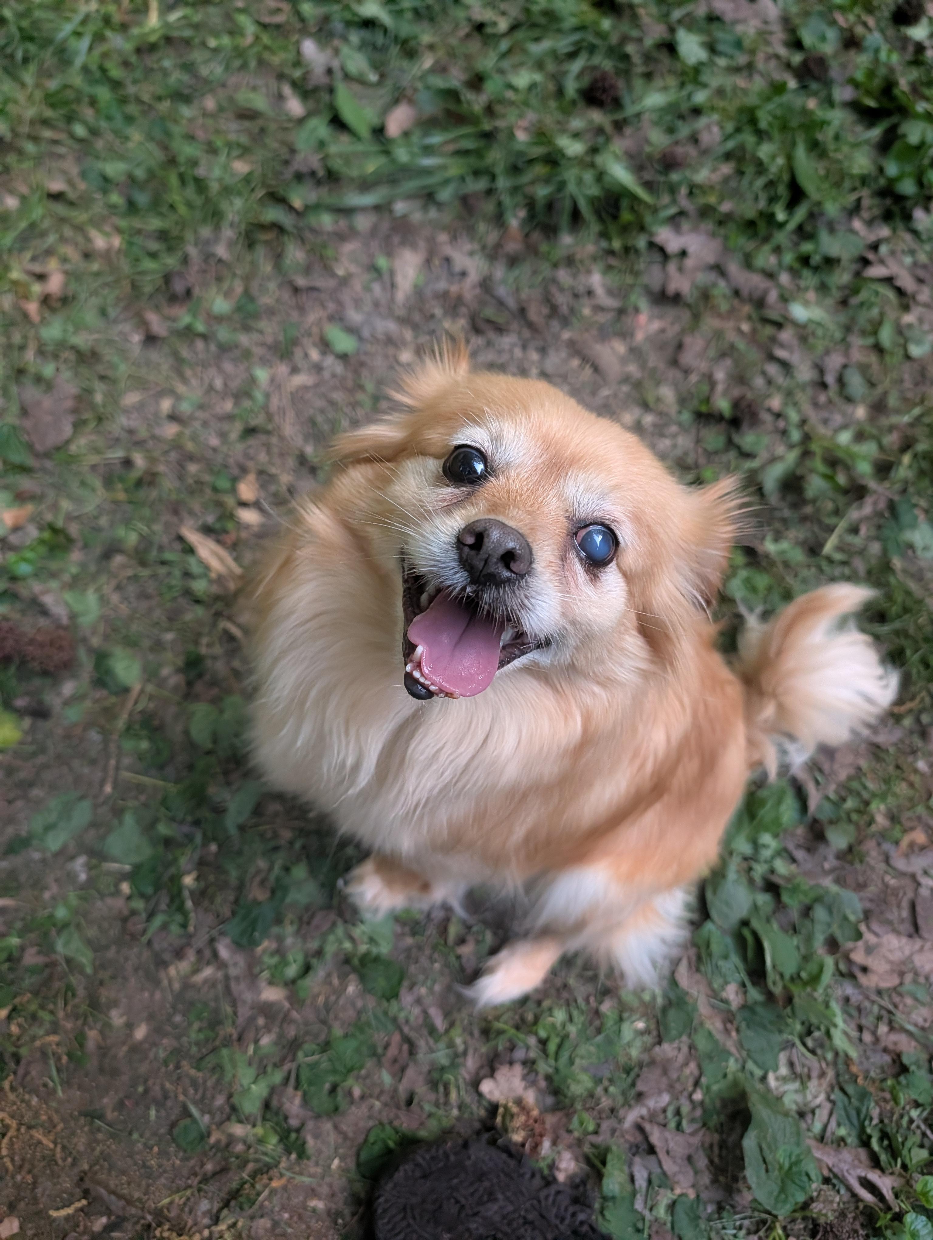 Sunny , ADOPTABLE, Young Male Chihuahua & Pomeranian.