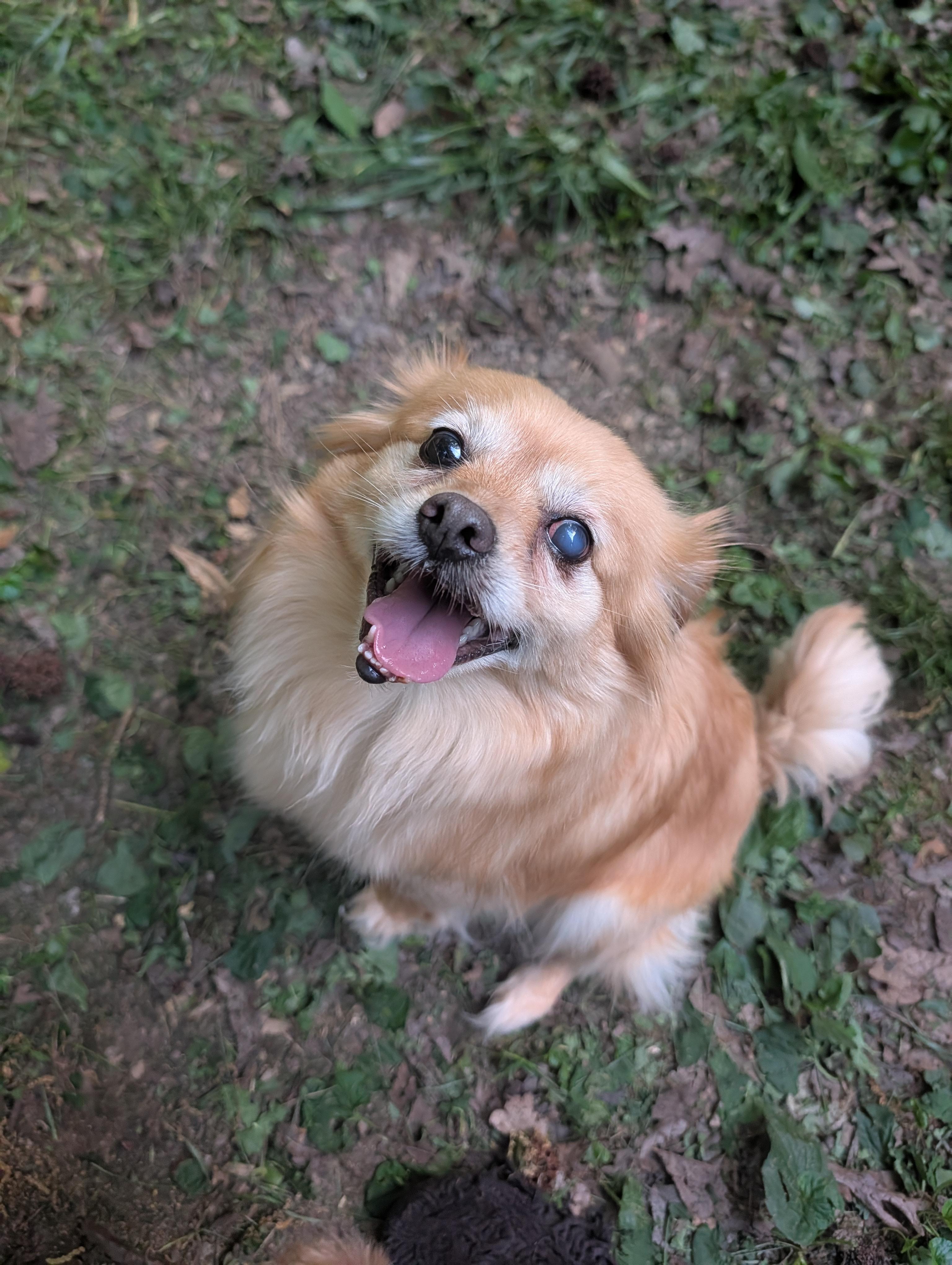 Enlarge Sunny , a ADOPTABLE mixed breed in Richmond, VA image 2/4
