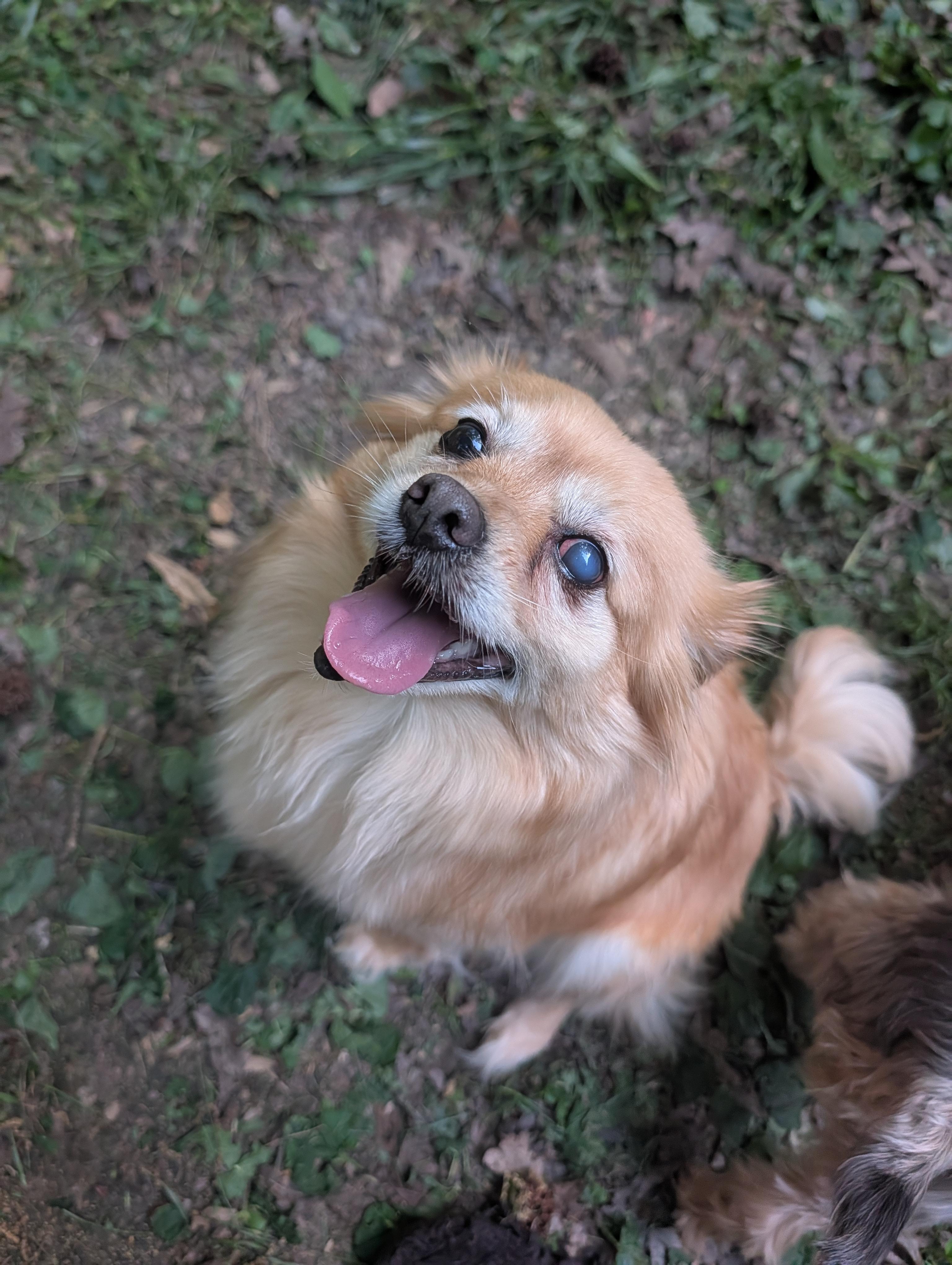 Enlarge Sunny , a ADOPTABLE mixed breed in Richmond, VA image 4/4