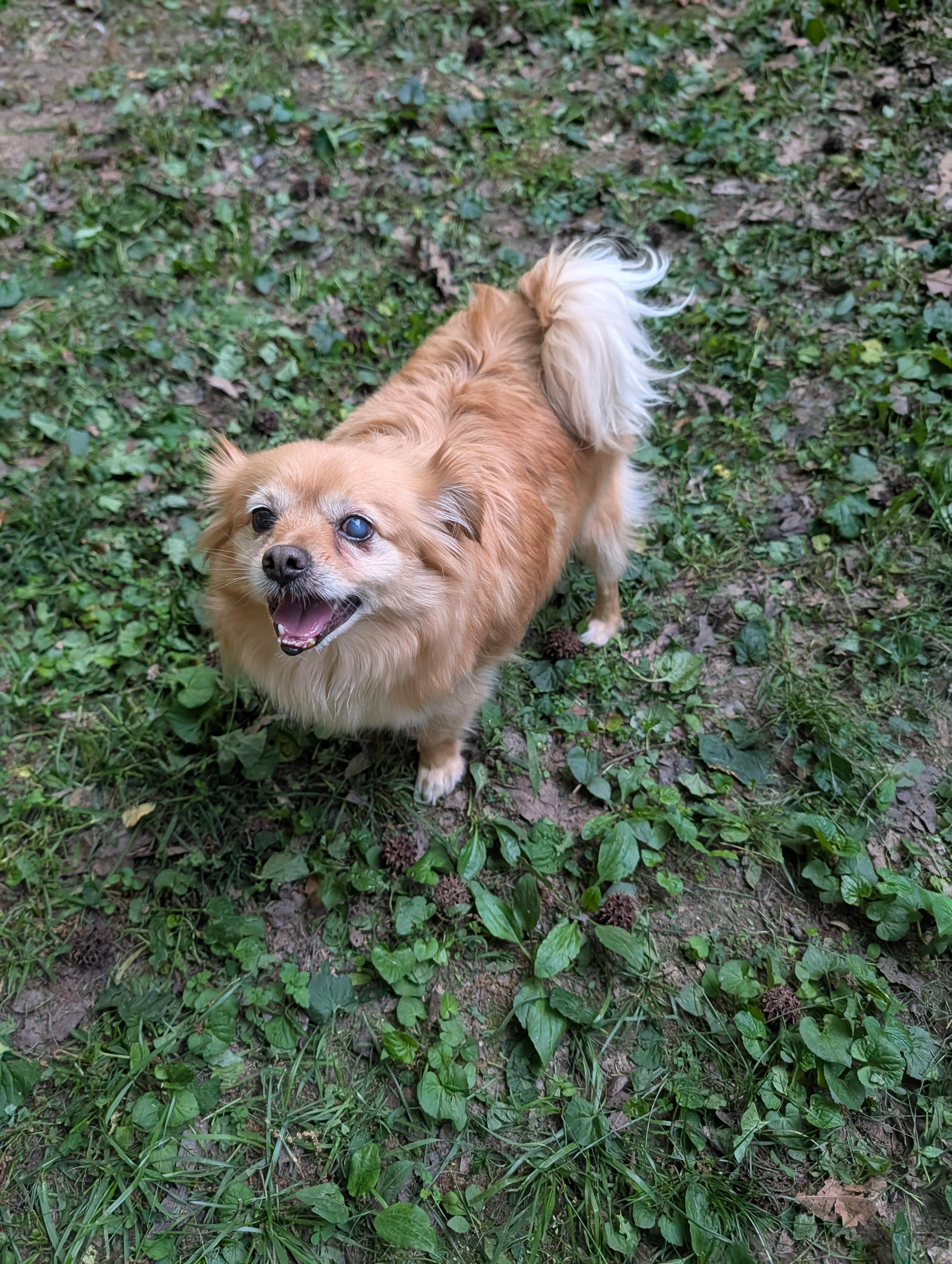 Enlarge Sunny , a ADOPTABLE mixed breed in Richmond, VA image 3/4
