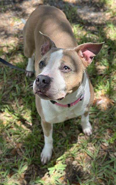 Enlarge LUCY, a Adoptable American Staffordshire Terrier in Fort Lauderdale, FL image 1/1