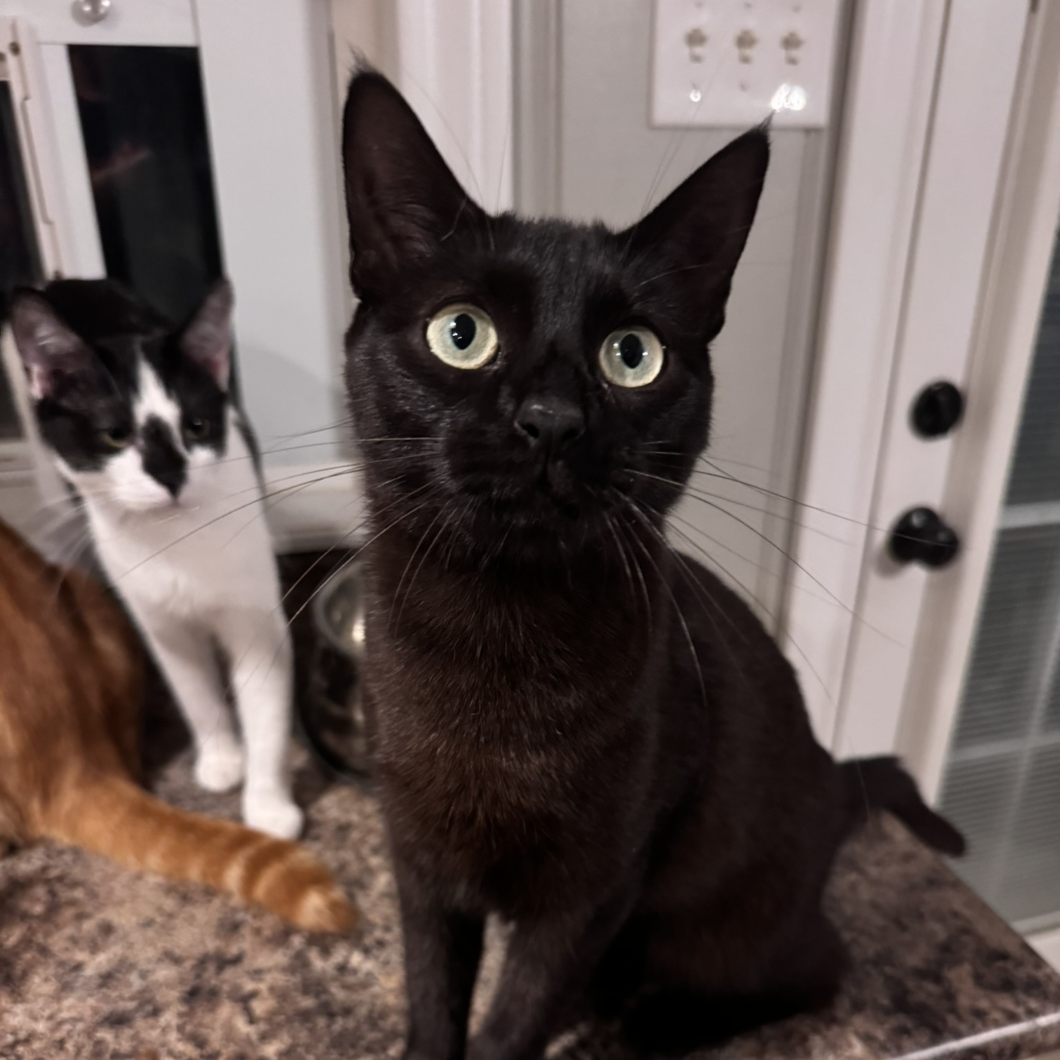 Zilla, a Adoptable Domestic Short Hair in Flint, TX image 3/6