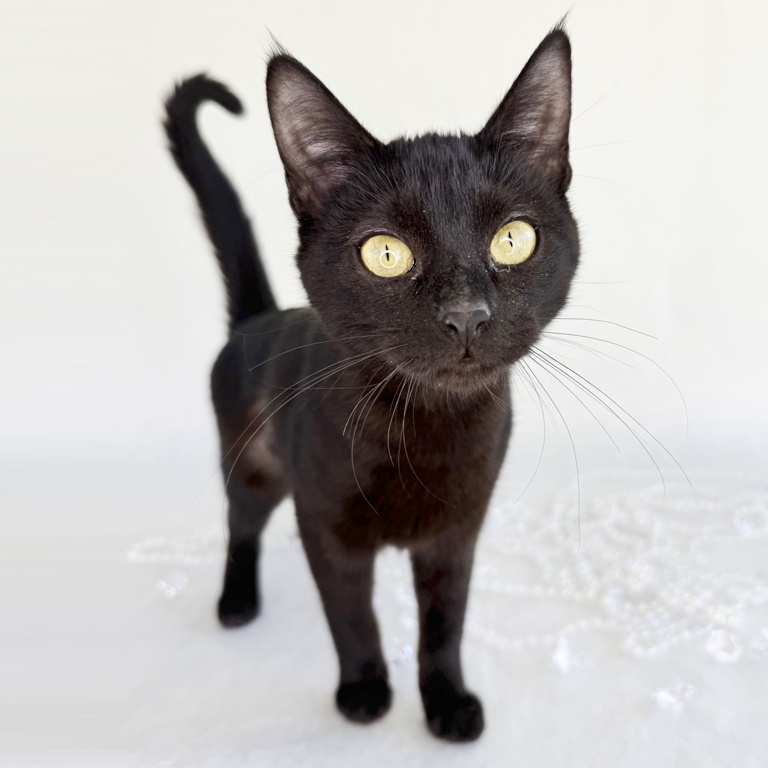 Zilla, a Adoptable Domestic Short Hair in Flint, TX image 4/6