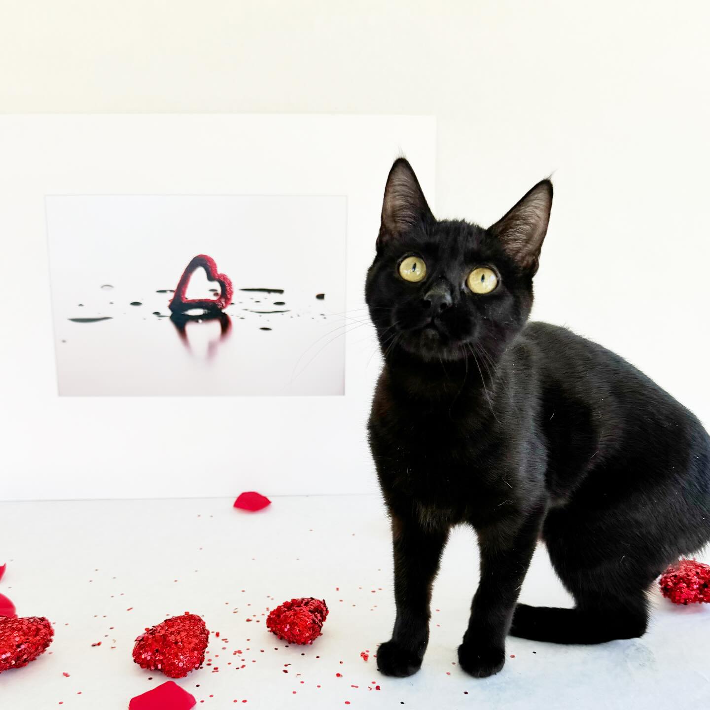 Zilla, Adoptable, Adult Female Domestic Short Hair.