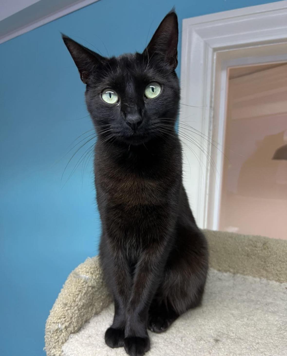 Zilla, Adoptable, Adult Female Domestic Short Hair.