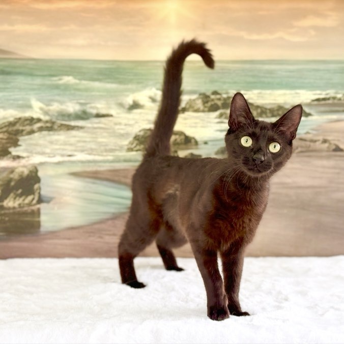 Zilla, a Adoptable Domestic Short Hair in Flint, TX image 5/6