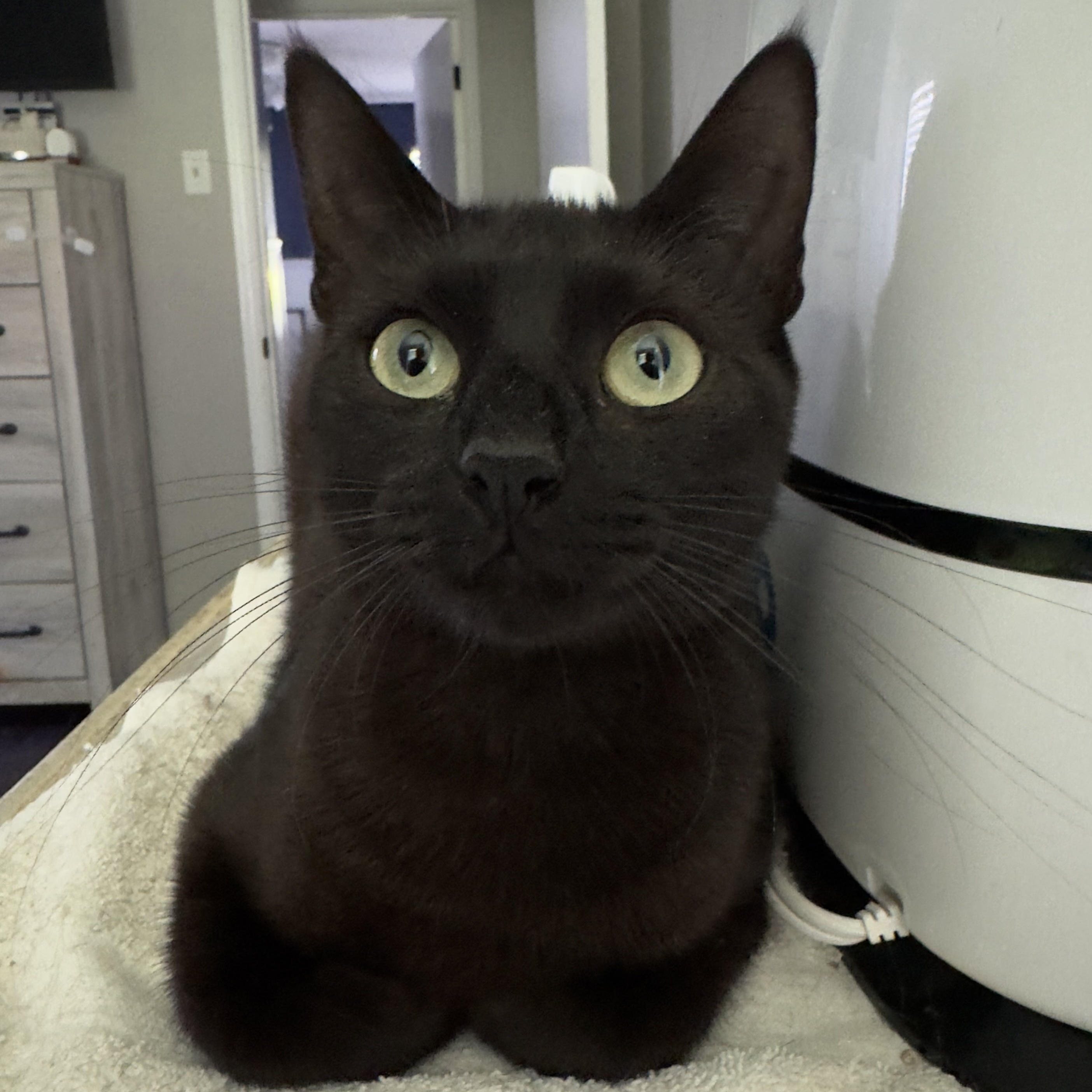 Zilla, a Adoptable Domestic Short Hair in Flint, TX image 6/6