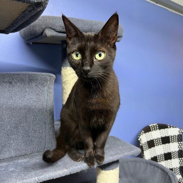 Zilla, Adoptable, Adult Female Domestic Short Hair.