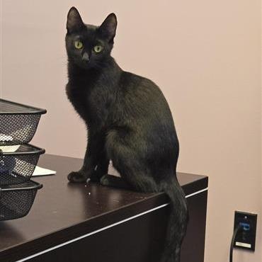 Bee, Adoptable, Adult Female Domestic Short Hair.