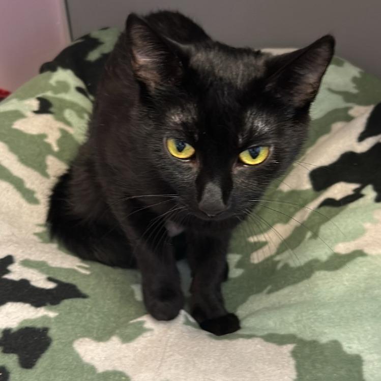 Enlarge Bee, a Adoptable Domestic Short Hair in Cedar Rapids, IA image 2/3