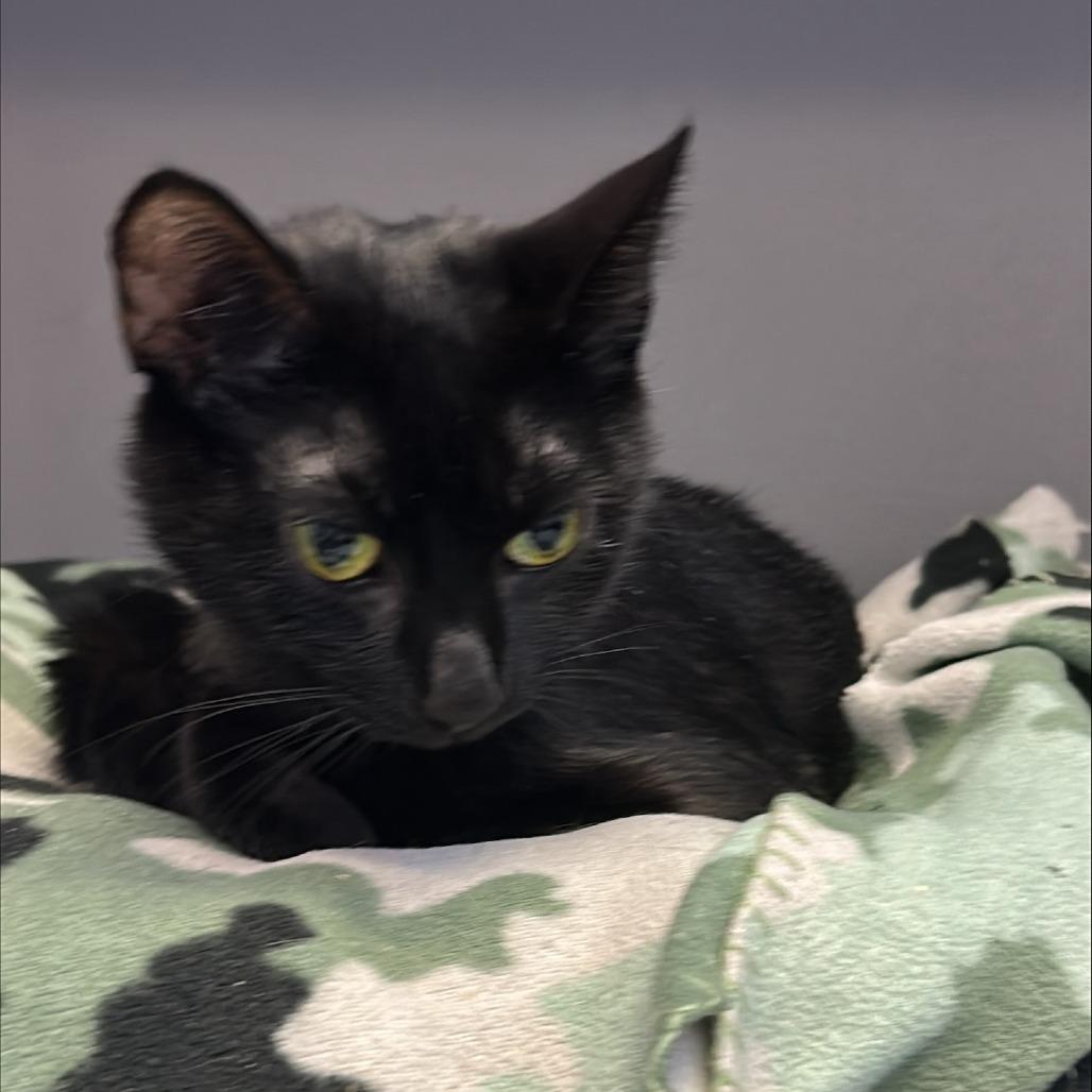 Enlarge Bee, a Adoptable Domestic Short Hair in Cedar Rapids, IA image 3/3