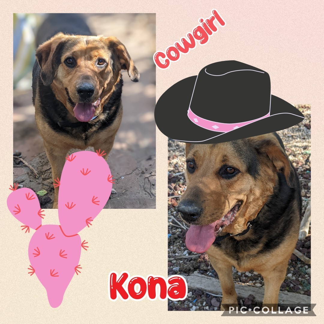 Enlarge Kona, a Adoptable German Shepherd Dog in Amarillo, TX image 1/1