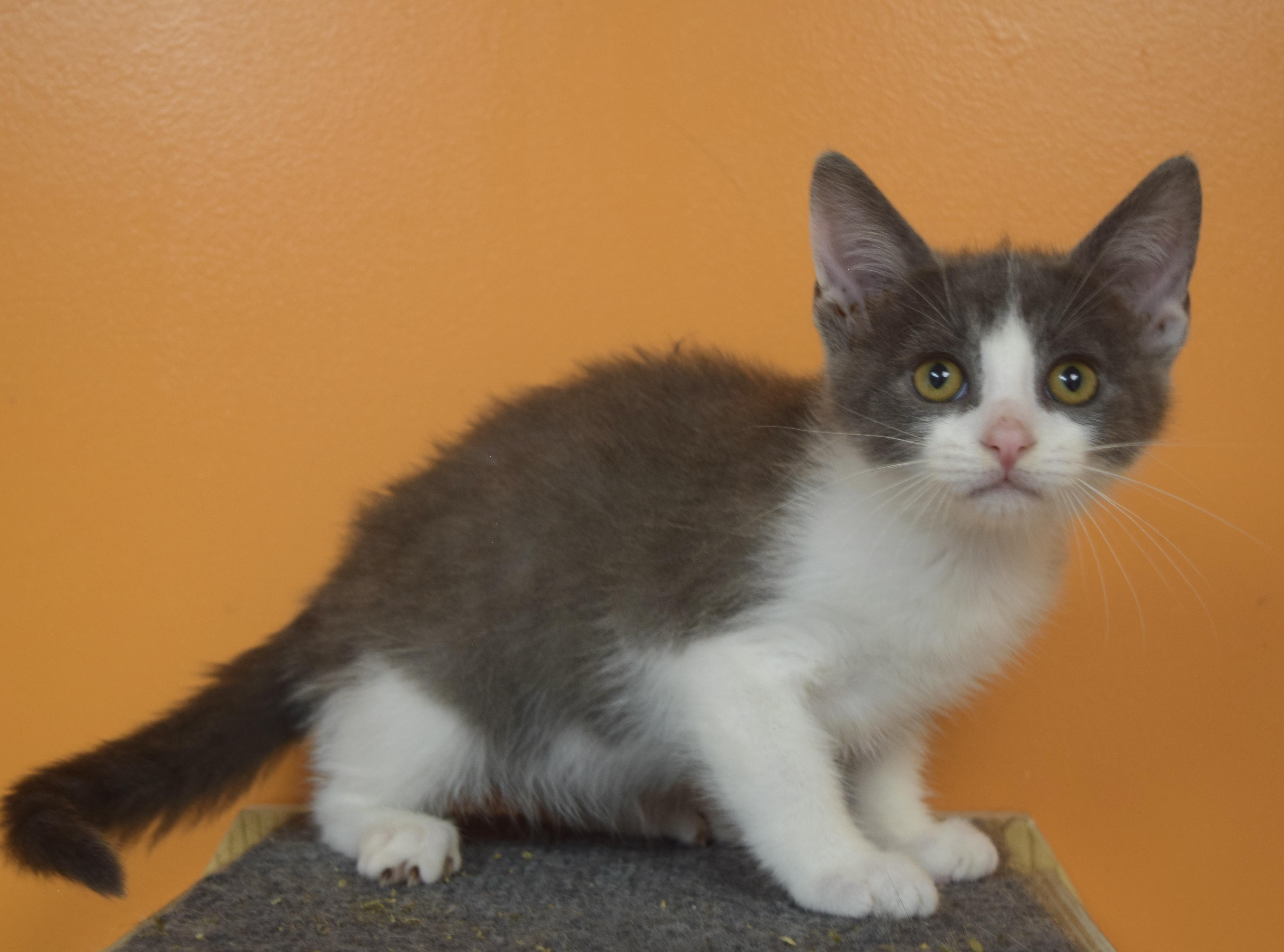 Enlarge Egg, a ADOPTABLE Domestic Short Hair in Muncie, IN image 2/5