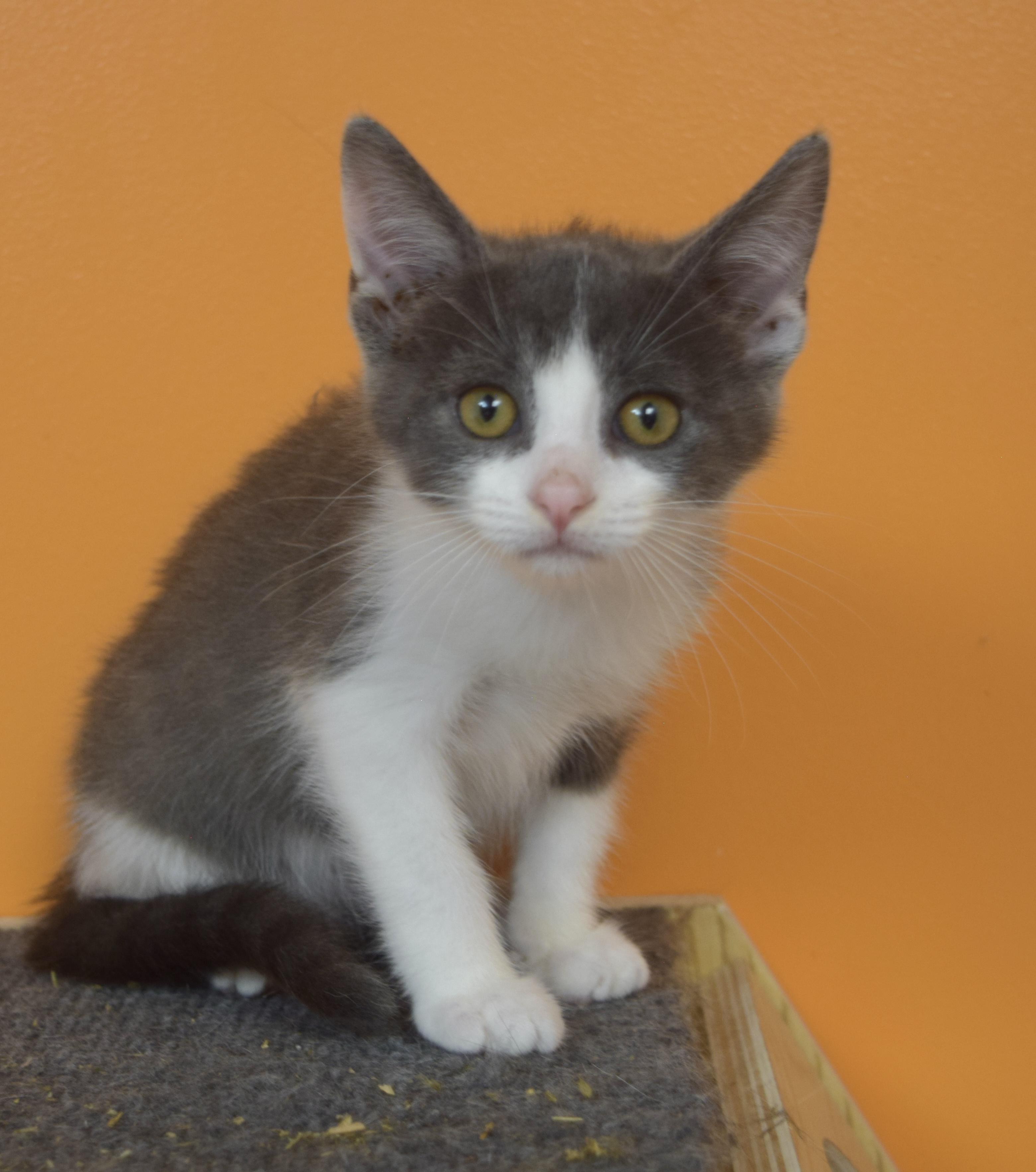 Enlarge Egg, a ADOPTABLE Domestic Short Hair in Muncie, IN image 3/5