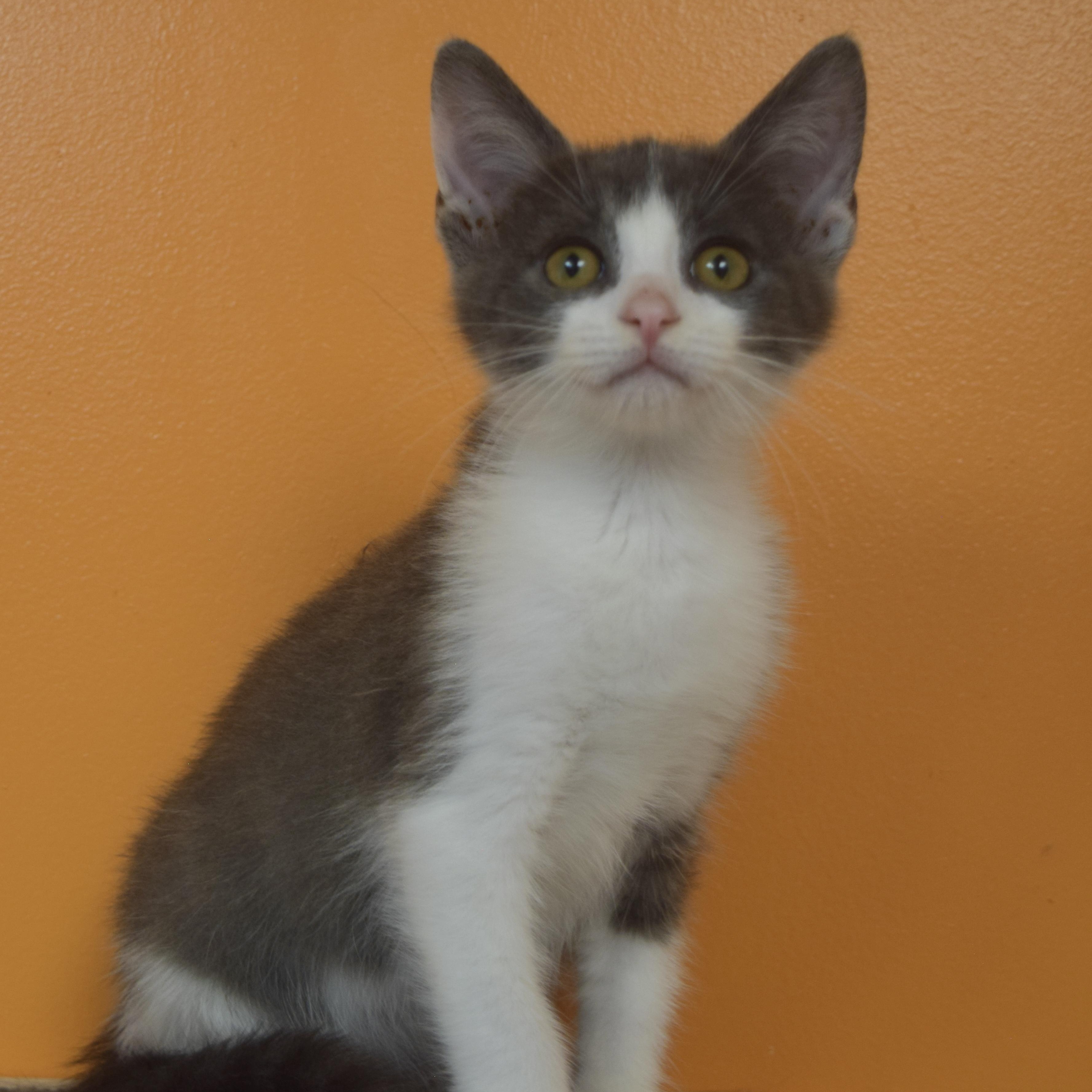 Enlarge Egg, a ADOPTABLE Domestic Short Hair in Muncie, IN image 1/5